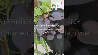 How To Grow Ornamental Sweet Potato Vine  How to propagate sweet potato vine with cuttings shorts [upl. by Ikceb295]