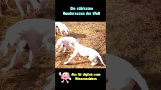 Dogo Argentino  Die stärksten Hunderassen der Welt [upl. by Georgiana]