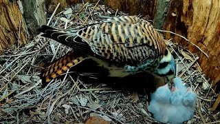 Final Kestrel Chick Hatches Five Chicks Perk Up For Morning Feeding – May 19 2024 [upl. by Ecilegna]