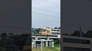 3 Waratahs At Casula Parklands Bridge train nswtrains publictransport railway nswtrainlink [upl. by Nomelif]