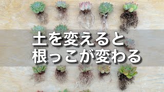 【多肉植物】10種類の土で4ヵ月育成した結果報告！根張りをよくするヒントが＃多肉＃多肉植物＃多肉の育て方 [upl. by Gredel]