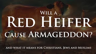 Will a Red Heifer Cause Armageddon [upl. by Anica]