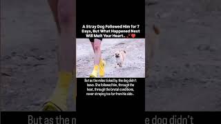 A stray dog followed him for 7 days But what happened next will melt your heart [upl. by Sitsuj]