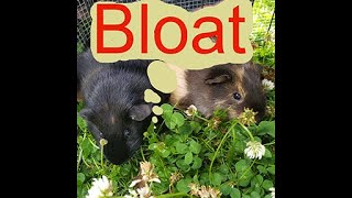 Bloat  lets talk about it [upl. by Voltmer]