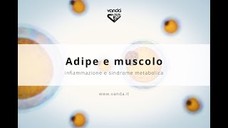 “Adipe e muscolo” Perché il sovrappeso è tutt’altro che un problema meramente estetico [upl. by Nnyleve22]