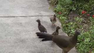 Plain Chachalaca juveniles [upl. by Ingeborg607]