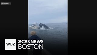 Video shows whale slam into boat off New Hampshire coast [upl. by Deuno]