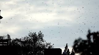 2024 0917 Chimney Swifts Roosting at 230 Central Park Chimney Swifts Roost Normal Speed [upl. by Yhtur468]