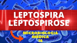 LEPTOSPIRA LEPTOSPIROSE  MICROBIOLOGIA MÉDICA  AULA 16 [upl. by Kevon422]