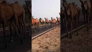 Camels group walking on road with beautiful style [upl. by Notnirt484]