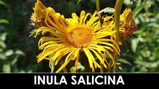 VErba Volant  Inula salicina o Pentanema salicinum [upl. by Bibbye905]