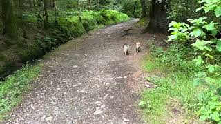 Charlie amp Peggy explore the woods around Loweswater [upl. by Rorie]