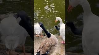 Hissing Canada geese protecting their babies canadageese canadagoose goslings 🤍💕❤️ [upl. by Normandy]