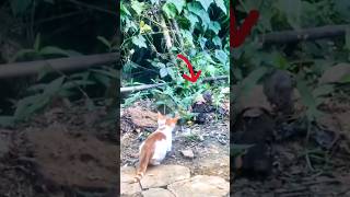 cat ka shikar foryou subscribe shortsfeed trending cat rat viralvideo newyoutube [upl. by Ainwat]