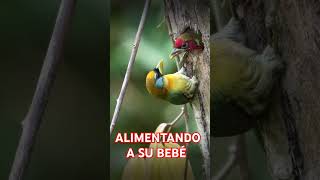 Barbet alimentando a su cría birds naturemusic aves wildlife naturaleza aves [upl. by Adniles]