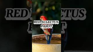 quotRed Eclectus Parrot The Most Beautiful and Intelligent Parrot You’ve Never youtubeshorts birds [upl. by Ariayek]