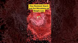 How Resistant Starch and Gut Microbiota Can Transform Weight Loss shorts shortsfeed fatloss [upl. by Neffets]