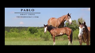 quotMeet Pabloquot Bay Roan Draft X Gelding For Sale RanchRopingTrail [upl. by Lyckman131]