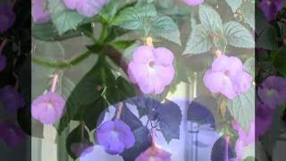 Achimenes2010wmv [upl. by Kirby]