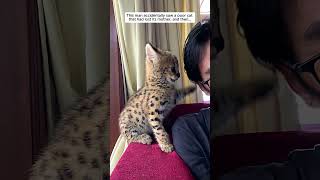 This man rescued a poor serval cat and then serval cat short [upl. by Allare]