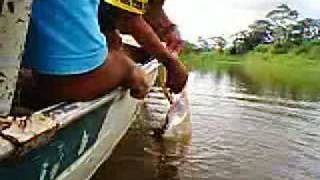 Pesca de Pintado no Rio Amazonas [upl. by Rossi883]