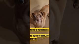 When Your Chihuahuas Been Freeloading Time for a Job Buddy chiuahua funny doglover dog [upl. by Nailij]