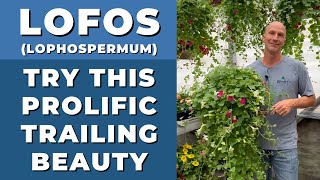 LOFOS Prolific Trailing Beauty  Lophospermum is a Gorgeous Trailer [upl. by Kcirre]