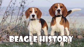 Podcast 147 Beagle History  From ancient small packhounds to snoopy [upl. by Tunk288]