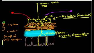 Physiology of Peristalsis [upl. by Anivlac635]