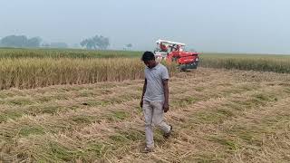 📱 📞 917600009460 Daedong DSC 62G Half feed combine harvester paddy cutting machine Dhan cutting [upl. by Ilario]