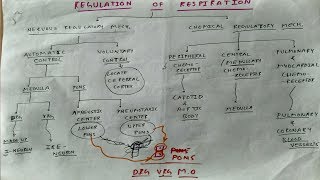 Regulation of respiration 1  TCML [upl. by Nod856]