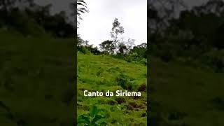 Canto da Siriema vidanaroça [upl. by Kristof]