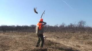 Traditional Recurve Bow Hunting Pheasant [upl. by Fleisig]