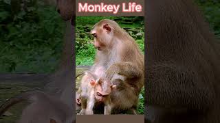 monkey life cutebabymonkey monkey babymonkey short 7 [upl. by Llerod]