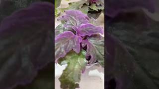 Amazing Gynura Aurantiaca plant also called purple passion vine shorts viral plant video nature [upl. by Aticilef1]