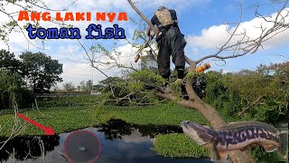 ANG PAG AMBUSH sa TOMAN fish  Tiksay Fishing Hunting [upl. by Idleman]