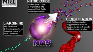 Oxido Nitrico Pré Treinos BCAA e Glutamina [upl. by Madaras]