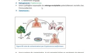 Cryptococcus neoformans [upl. by Croom]