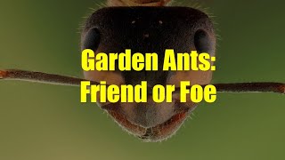 Ants in the Garden Friend or Foe [upl. by Sandeep107]