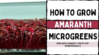 Hydroponic  How to Grow Red Garnet Amaranth Microgreens from Seed to Harvest with Tips amp Tricks [upl. by Anilah133]