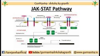 JAKSTAT Signaling pathway  Cell Signaling [upl. by Maxine]