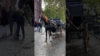 🏇🎠🐎 horse horsey animals welshpony horselover funny nature europeantravel viralvideo [upl. by Ainnet325]