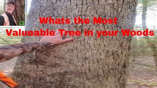 What is an Oak Tree Worth [upl. by Nospmoht]