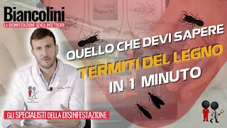 Termiti del legno quello che devi sapere in 1 minuto [upl. by Annaeed473]