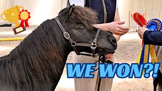 WE WON MINIATURE HORSE SHOW  VOICEOVER [upl. by Staw]