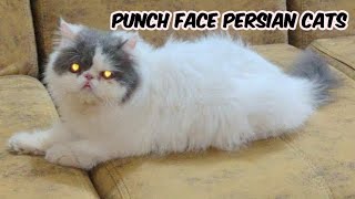 punch face Persian cats in Hyderabad Shastripuram  punch face bicolour Persian cats in Hyderabad [upl. by Mariande643]