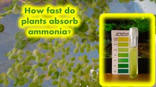 HOW FAST DO AQUARIUM PLANTS ABSORB AMMONIA [upl. by Vine961]