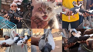 Jama Masjid Birds Market Delhi🕊6102024🕊Cat kabutar Market🕊Jama Masjid kabootar Market Delhi [upl. by Mady]