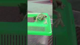 Tree frog eating cricket out of hand whites tree frog dumpy tree frog hand feeding adorable frog [upl. by Notsuoh]