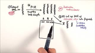 A2 Biology  DNA profiling OCR A Chapter 211 [upl. by Inez]